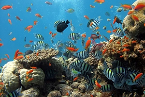 Biodiversity in the Ocean